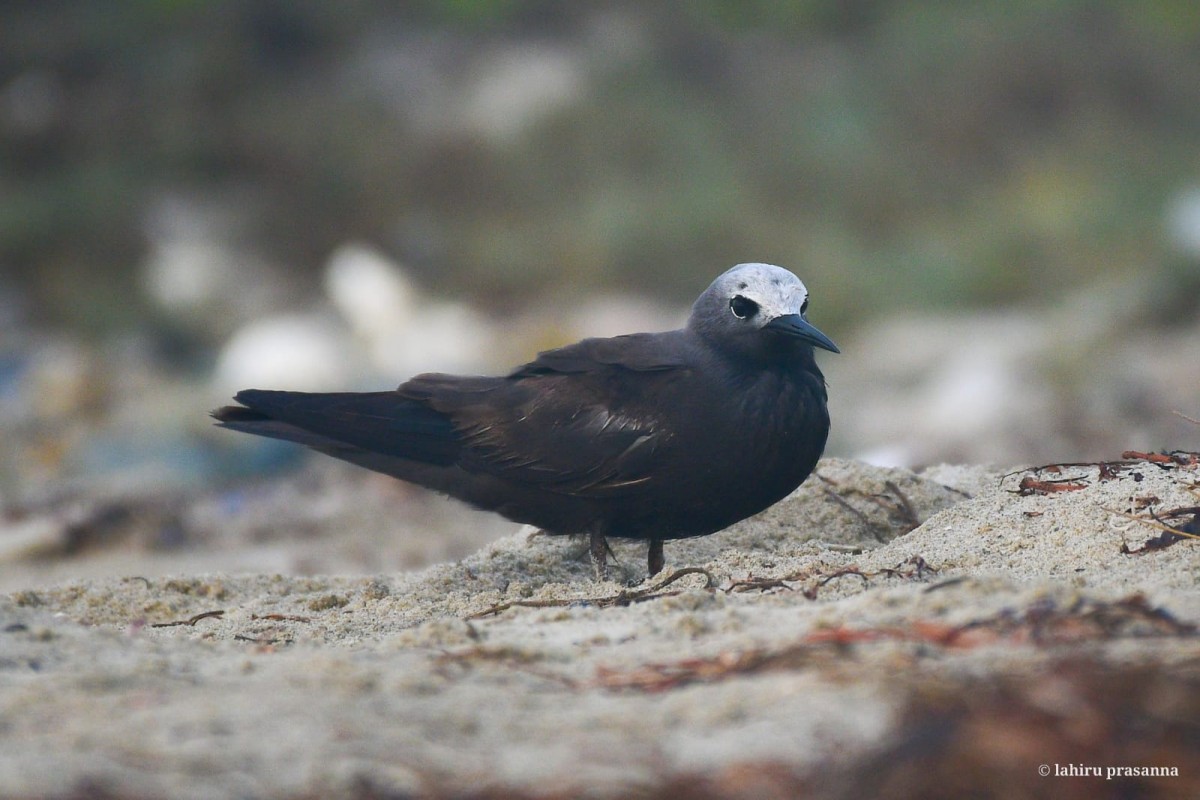 Anous tenuirostris Temminck, 1823